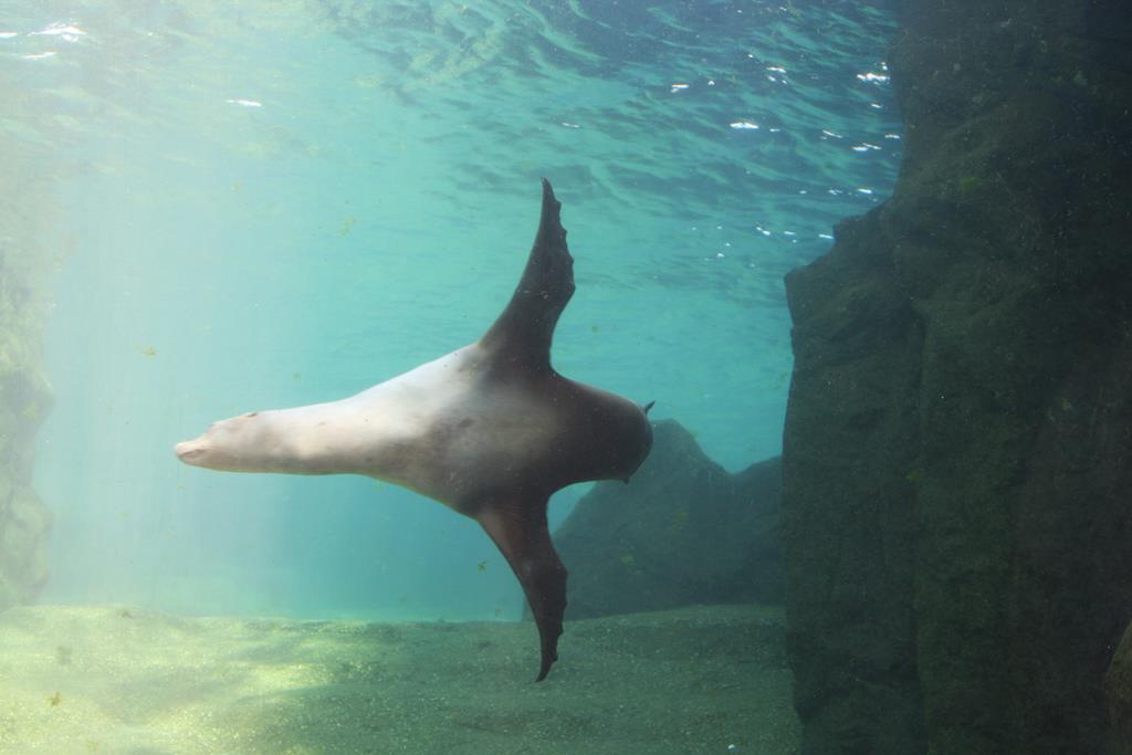 Ein Seelwe dreht vor dem Glastunnel seines Beckens ab. Gesehen am 2.9.2018 in der Zoom Erlebniswelt in Gelsenkirchen im Teil Alaska.