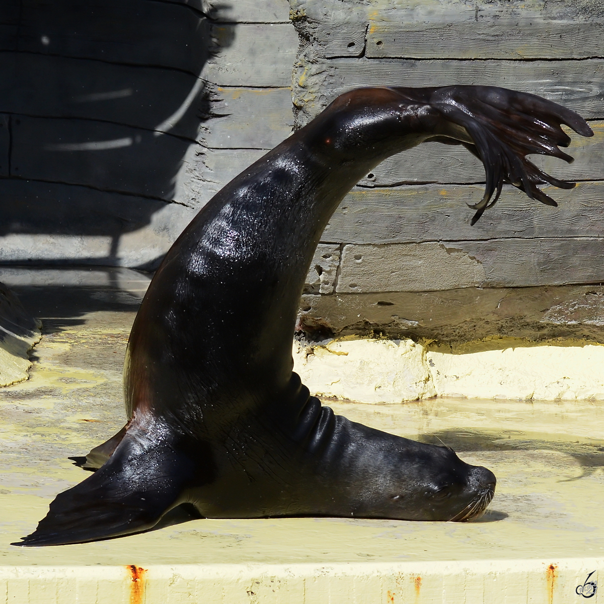 Ein Seelwe macht eine kleine Yogaeinheit. (Zoo Madrid, Dezember 2010)