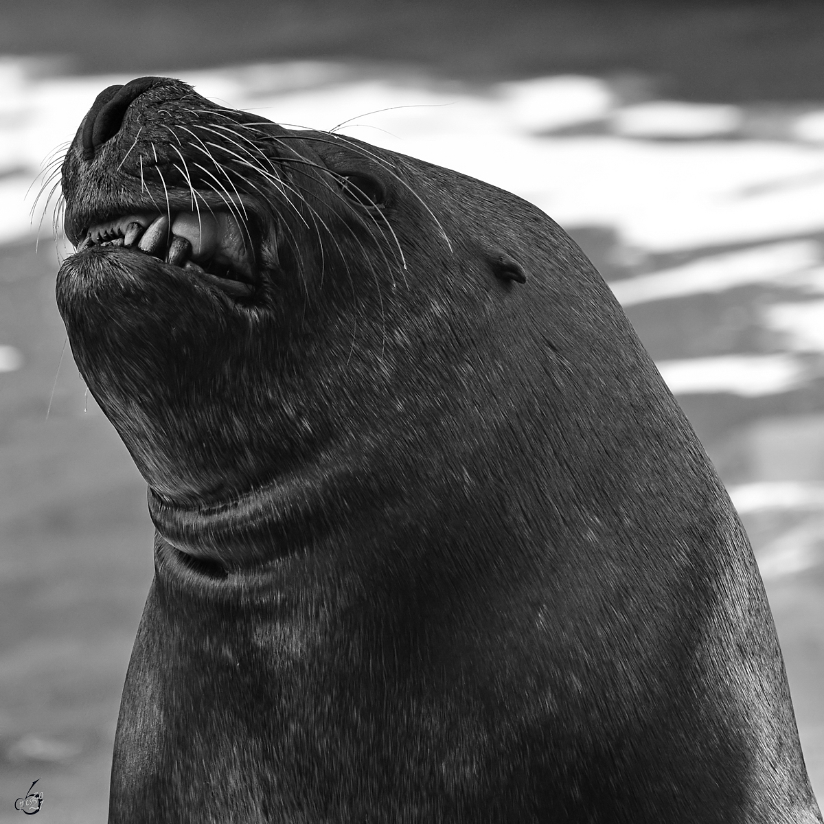 Ein Seelwe zeigt seine scharfen Zhne. (Zoo Madrid, Dezember 2010)