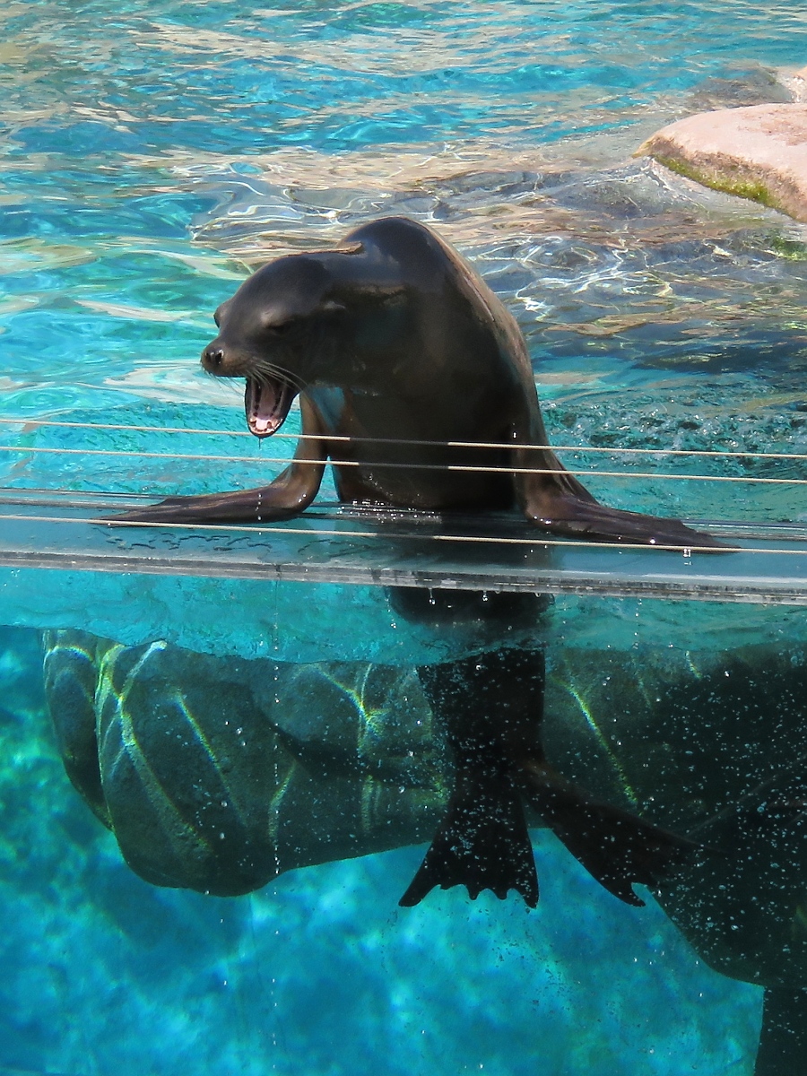 Ein Seelwe im Zoo d'Amneville, 26.9.2017