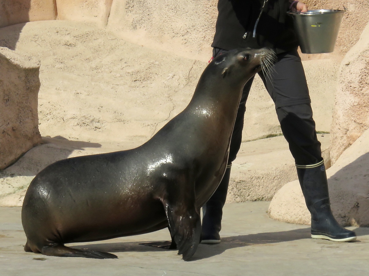 Ein Seelwe im Zoo d'Amneville, 26.9.2017