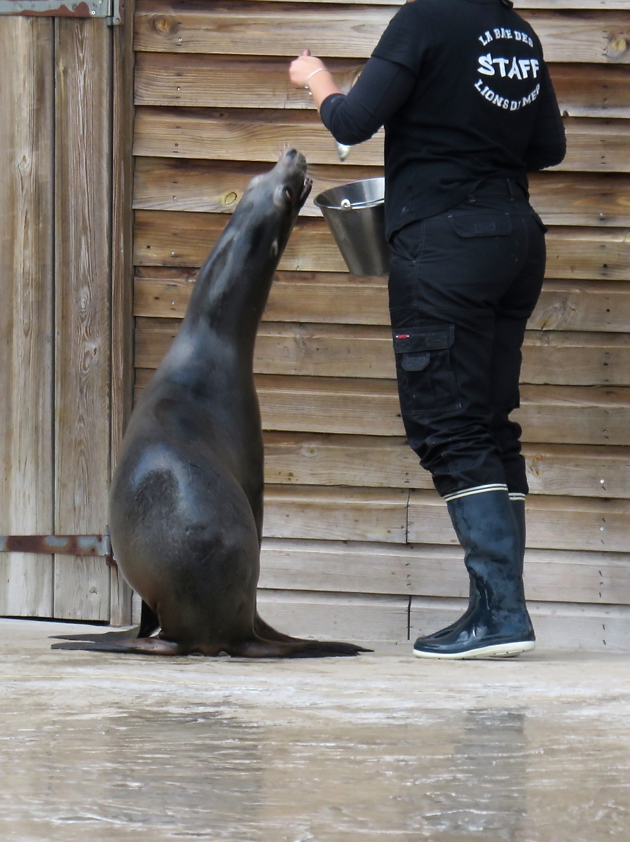 Ein Seelwe im Zoo d'Amneville, 26.9.2017