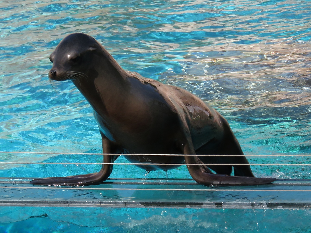 Ein Seelwe im Zoo d'Amneville, 26.9.2017 