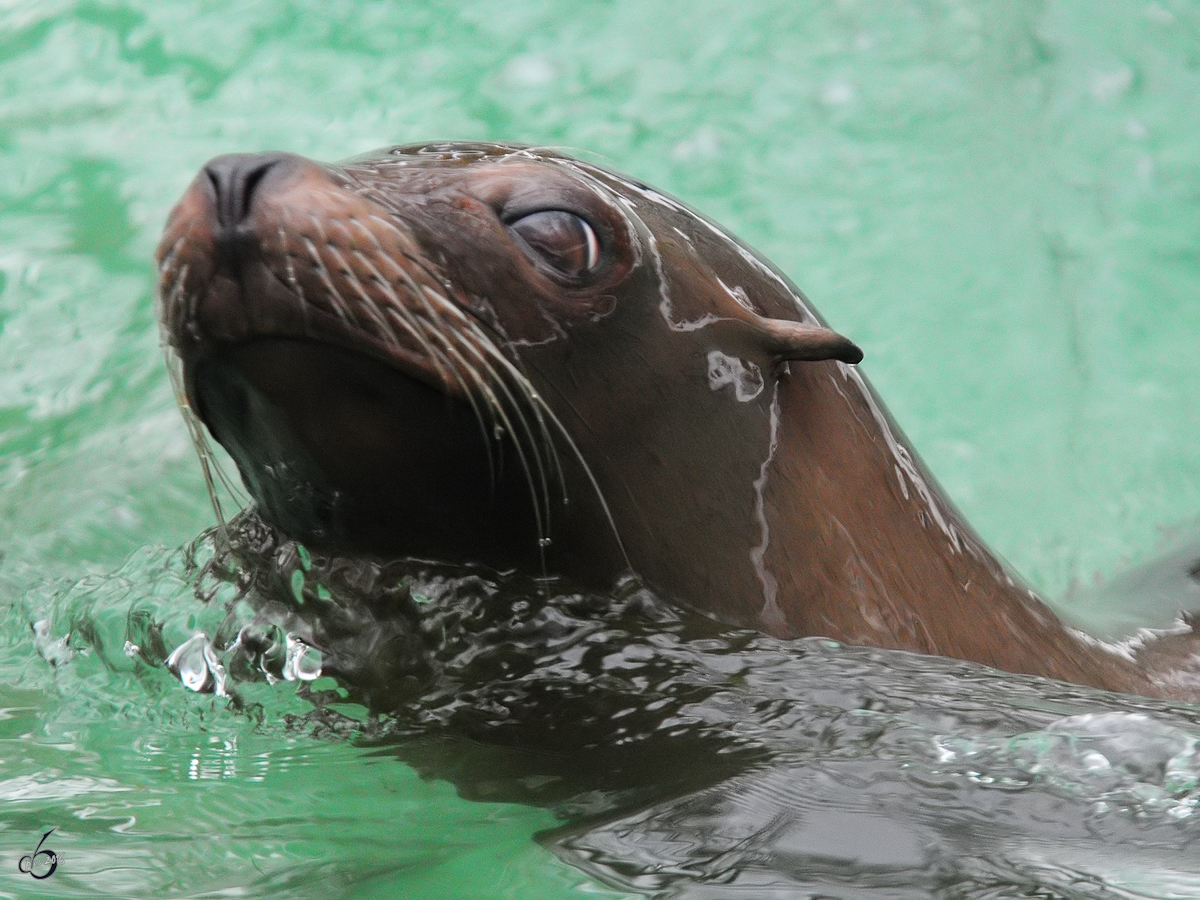 Ein Seelwe im Zoo Dortmund. (Februar 2010)