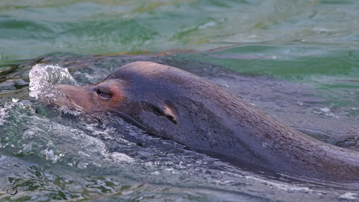 Ein Seelwe im Zoo Dortmund. (Januar 2010)