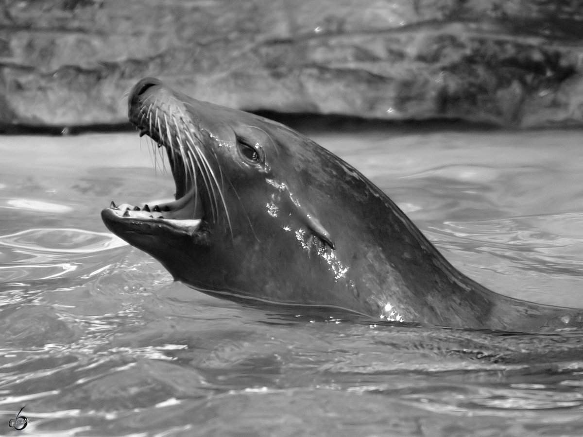 Ein Seelwe im Zoo Dortmund. (Januar 2010)