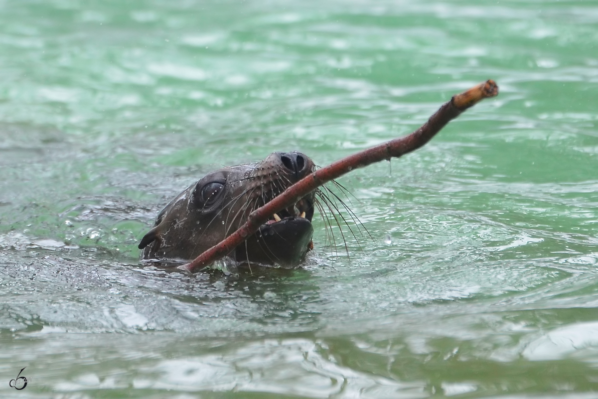 Ein Seelwe im Zoo Dortmund. (Januar 2013)