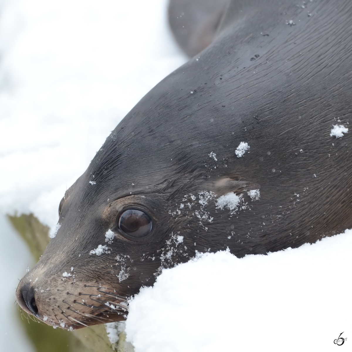 Ein Seelwe im Zoo Dortmund. (Januar 2013)