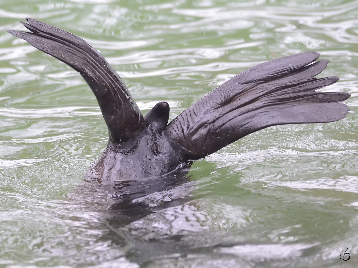 Ein Seelwe im Zoo Dortmund. (Januar 2013)