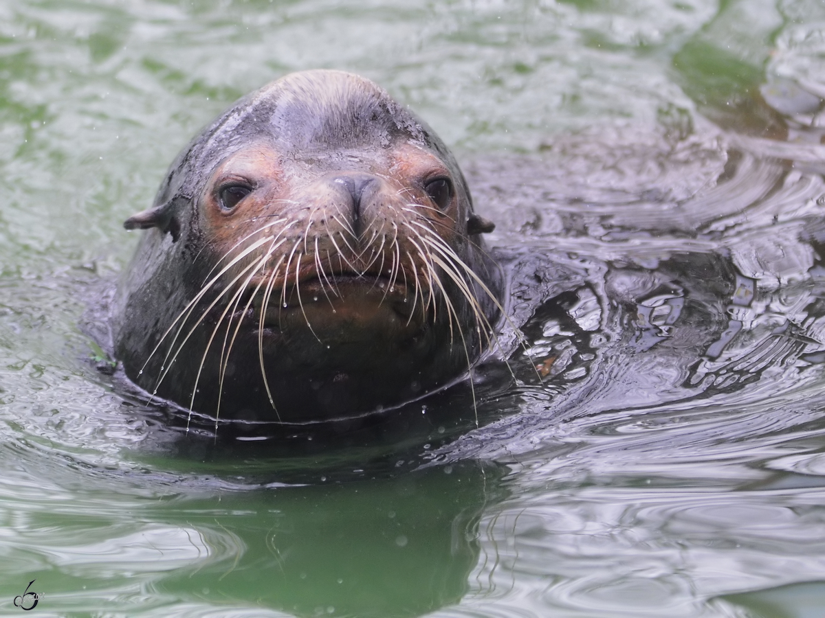 Ein Seelwe im Zoo Dortmund. (Januar 2013)