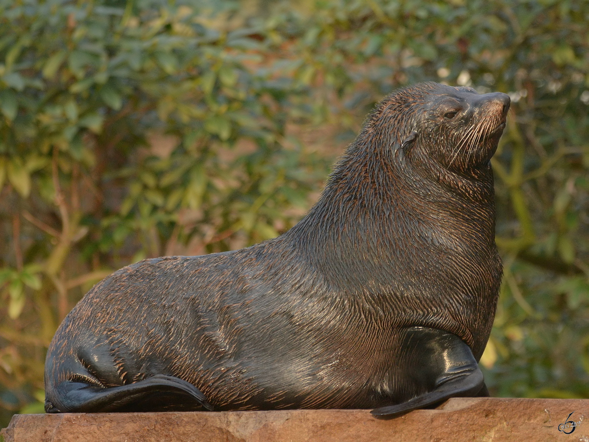 Ein Seelwe im Zoo Dortmund. (Januar 2013)