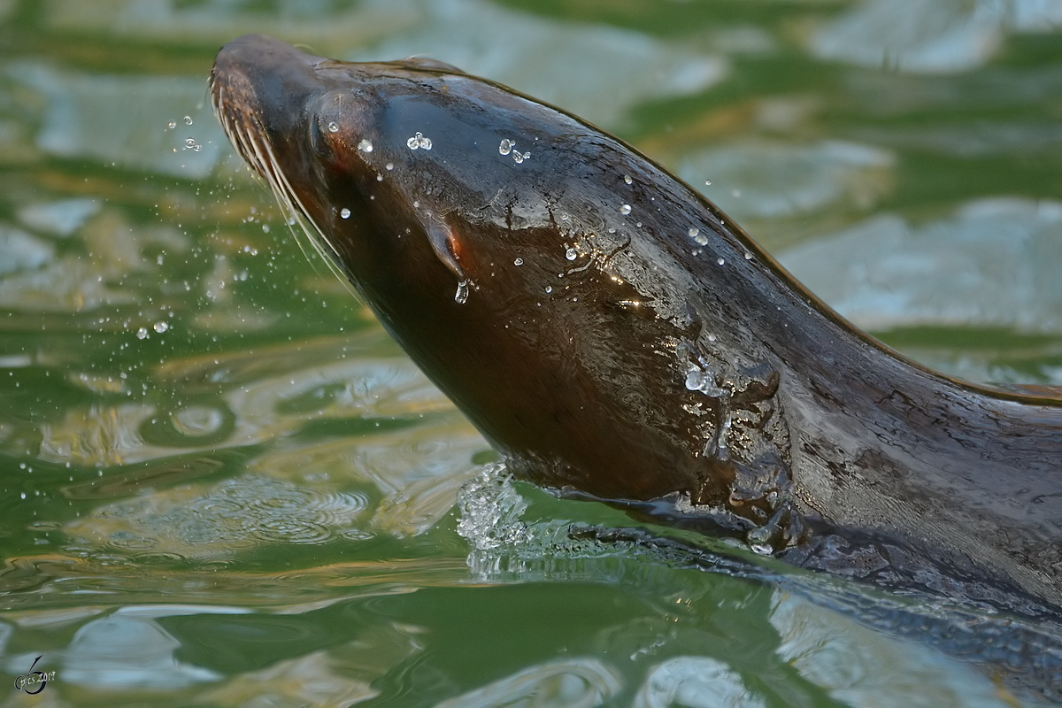 Ein Seelwe im Zoo Dortmund. (Januar 2015)