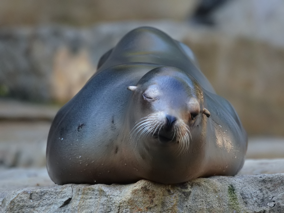 Ein Seelwe im Zoo Duisburg. (Oktober 2011)