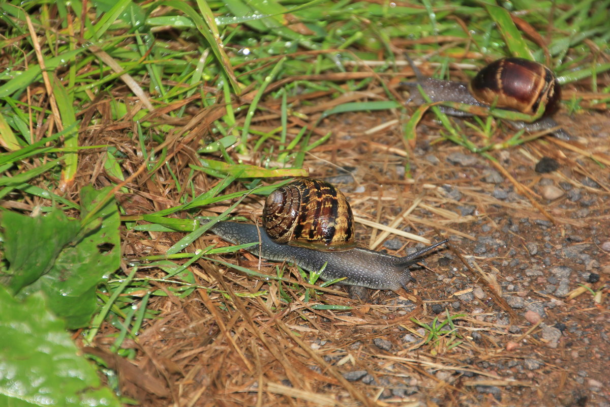 Ein sehr schmuckes Haus besitzen diese Schnecken. Schottische Lowlands am 27.06.2014. 