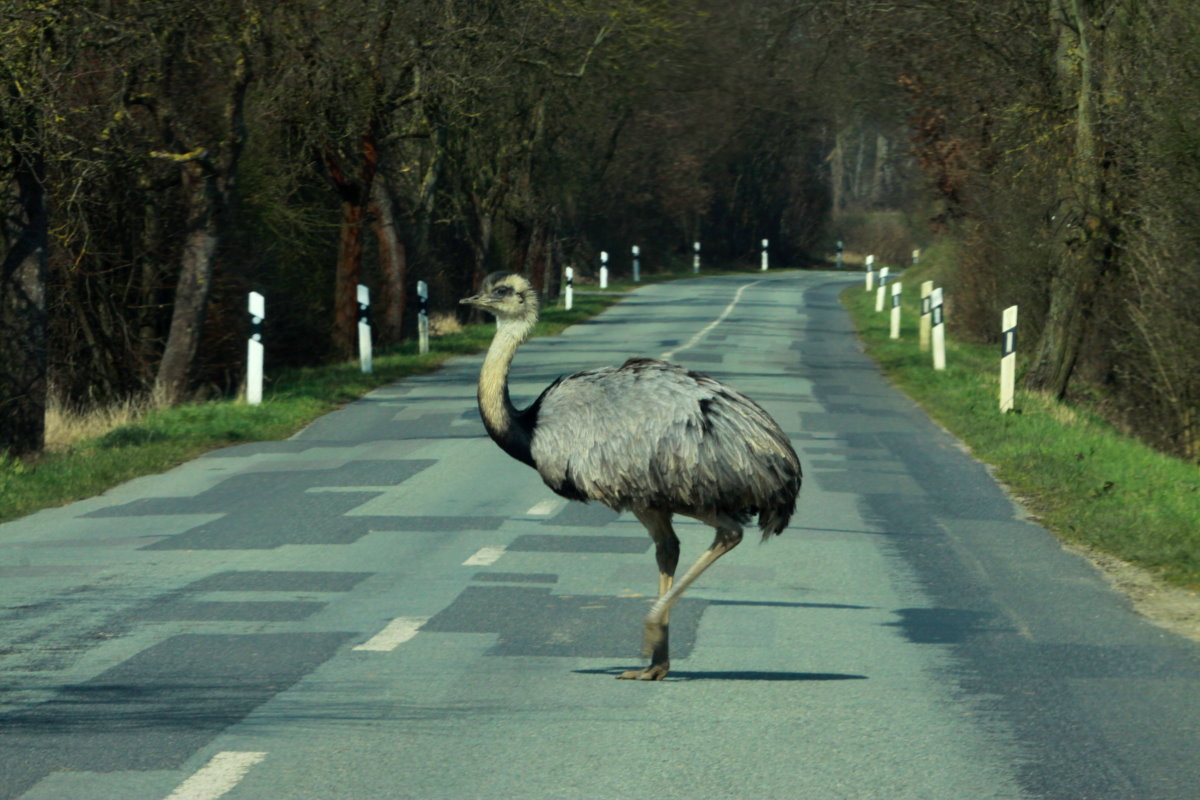 Ein sehr schner Nandu-Hahn berquert die Kreisstrasse zwischen Schlagsdorf und Thandorf im Kreis Nordwestmecklenburg. Das Bild ist etwas in der Farbe verflscht, da es durch die getnte Frontscheibe meines Autos fotografiert wurde. Es ist also eine alltgliche Situation in unserer Umgebung; 02.04.2016