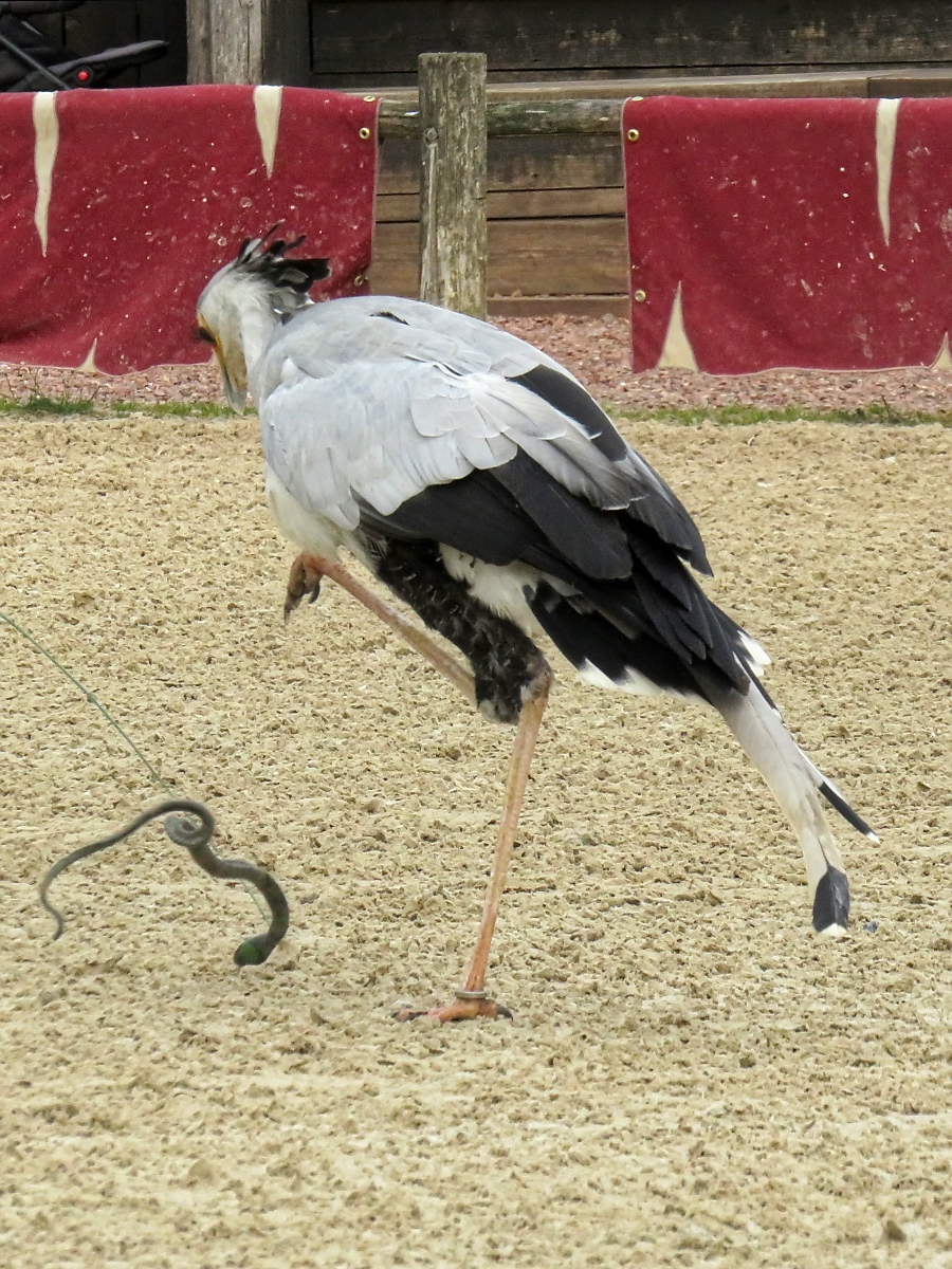 Ein Sekretr auf Schlangenjagd bei der Flugschau im Zoo d'Amneville, 26.9.2017

Die Schlange ist aus Plastik...