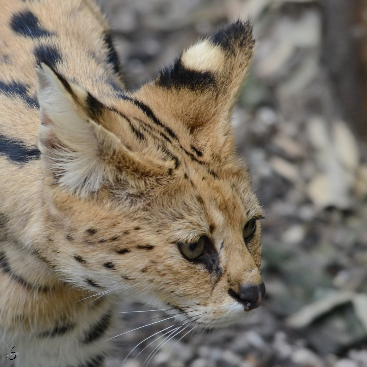 Ein Serval Ende Februar 2011 im Zoom Gelsenkirchen.