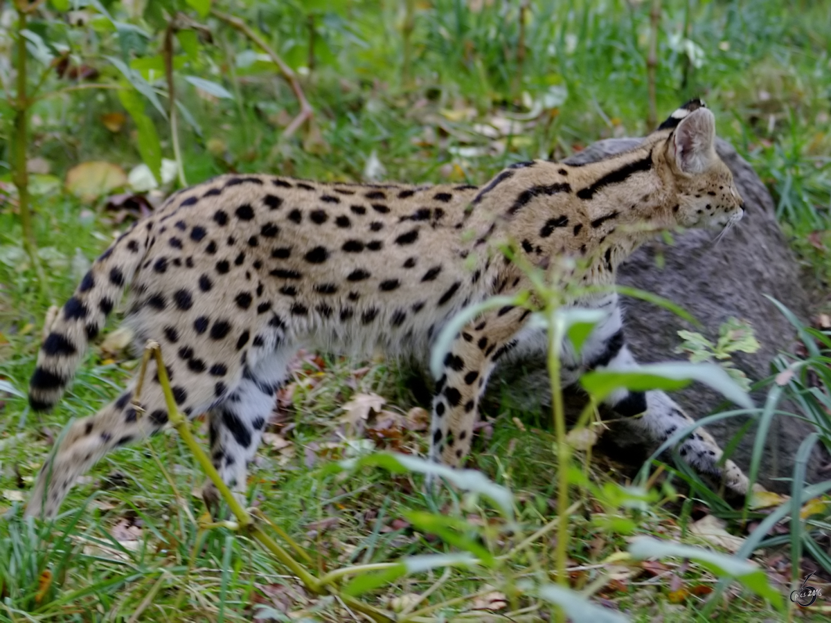 Ein Serval im Zoo Dortmund. (November 2005)