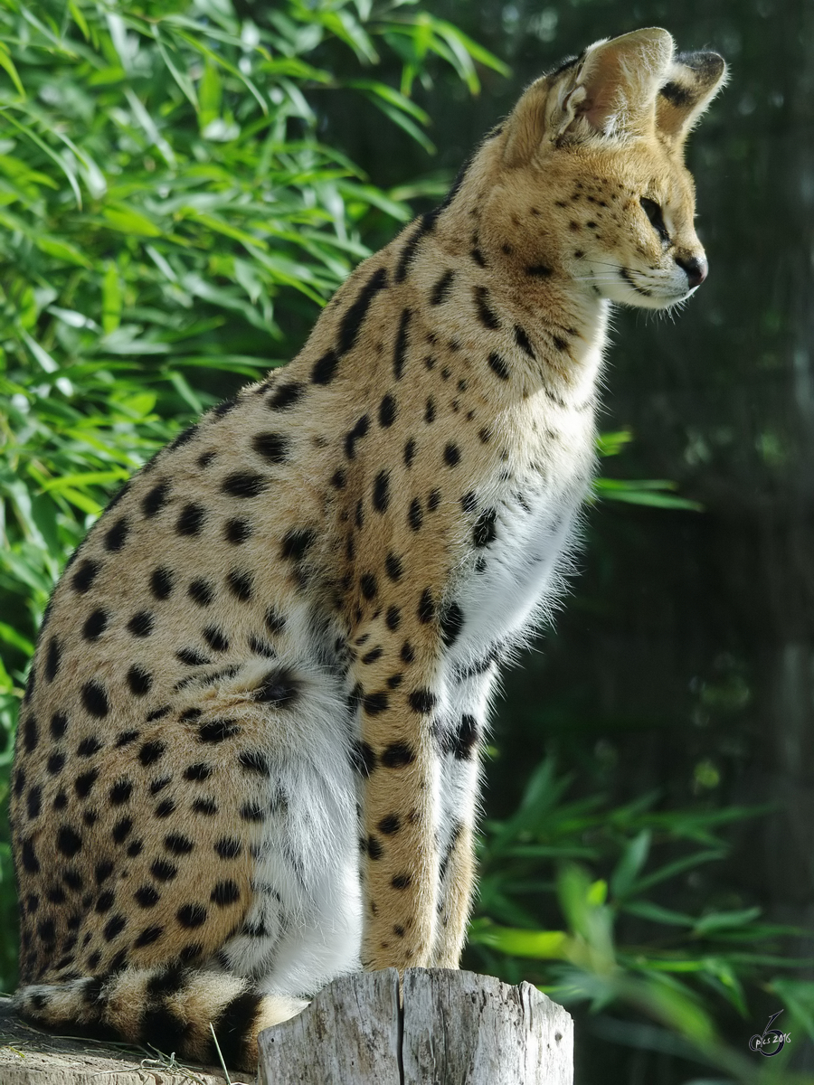 Ein Serval im Zoom Gelsenkirchen.