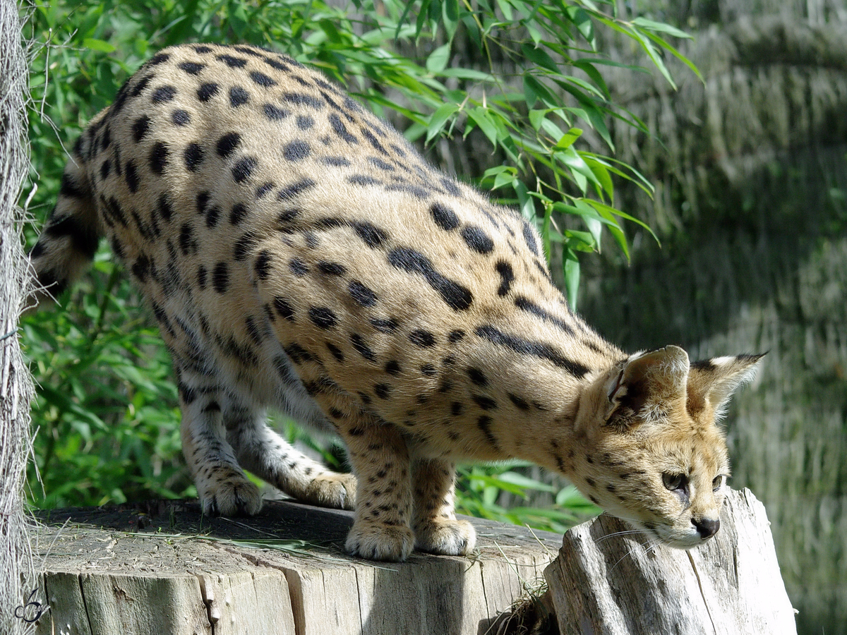 Ein Serval im Zoom Gelsenkirchen.