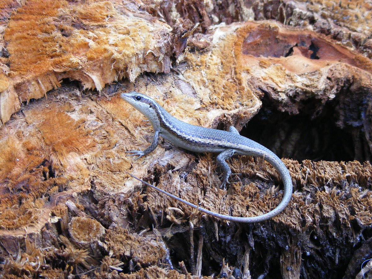 Ein Seychellen Skink ( Trachylepis seychellensis ) auf der Insel Praslin im September 2015