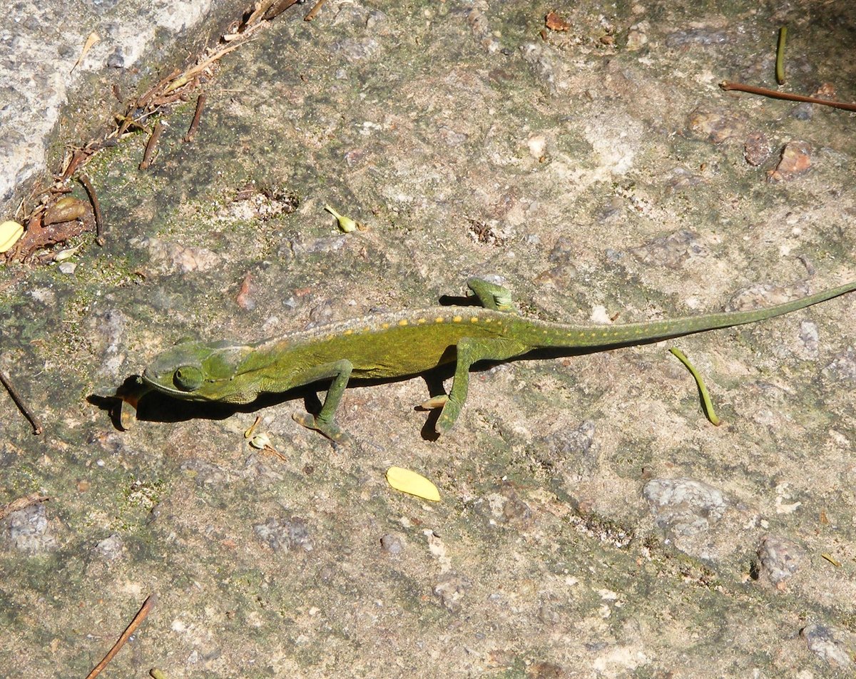 Ein Seychellen- Tigerchamleon ( Calumma tigris ) auf der Insel Praslin im September 2015