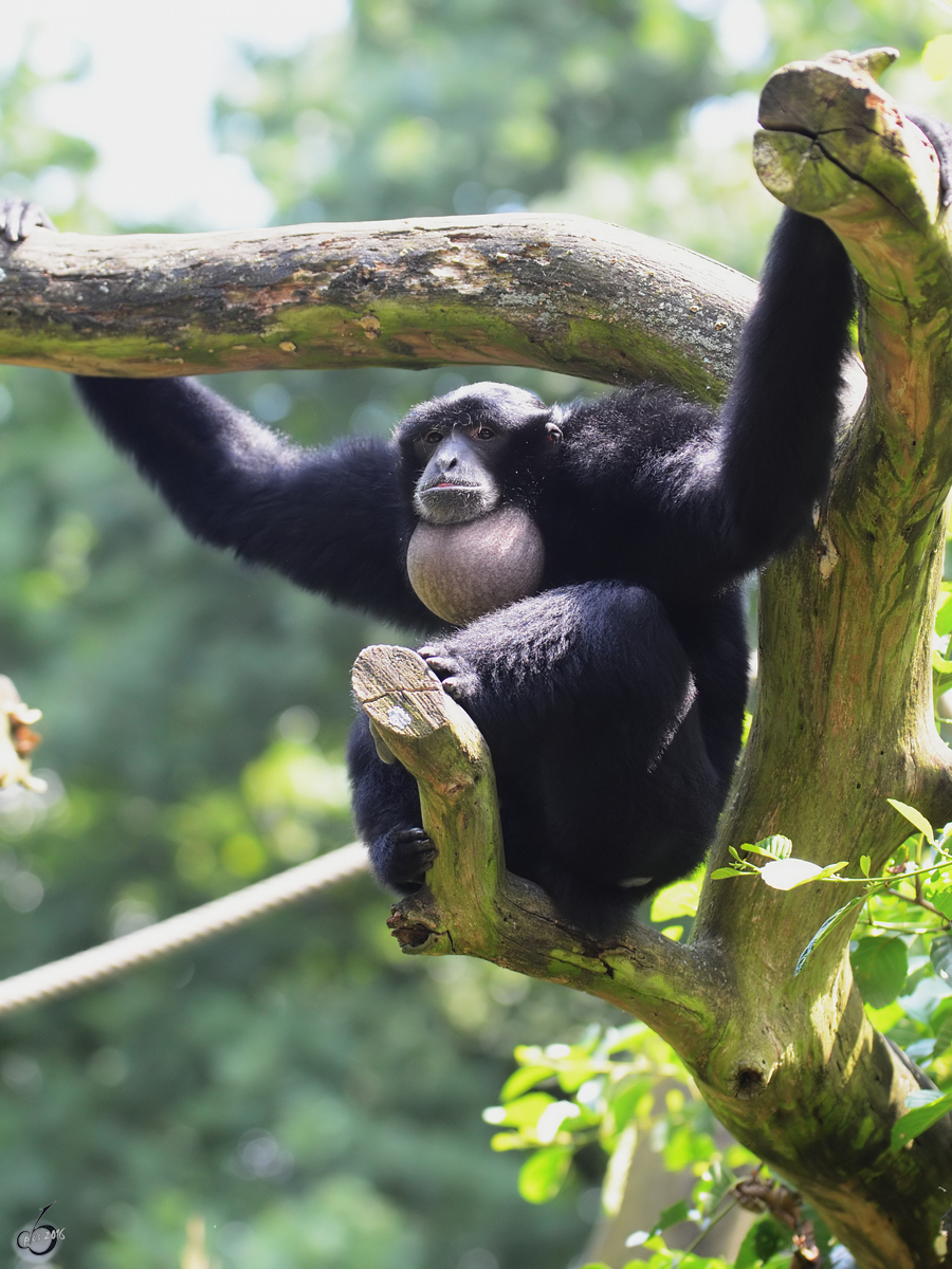 Ein Siamang im Zoo Duisburg.