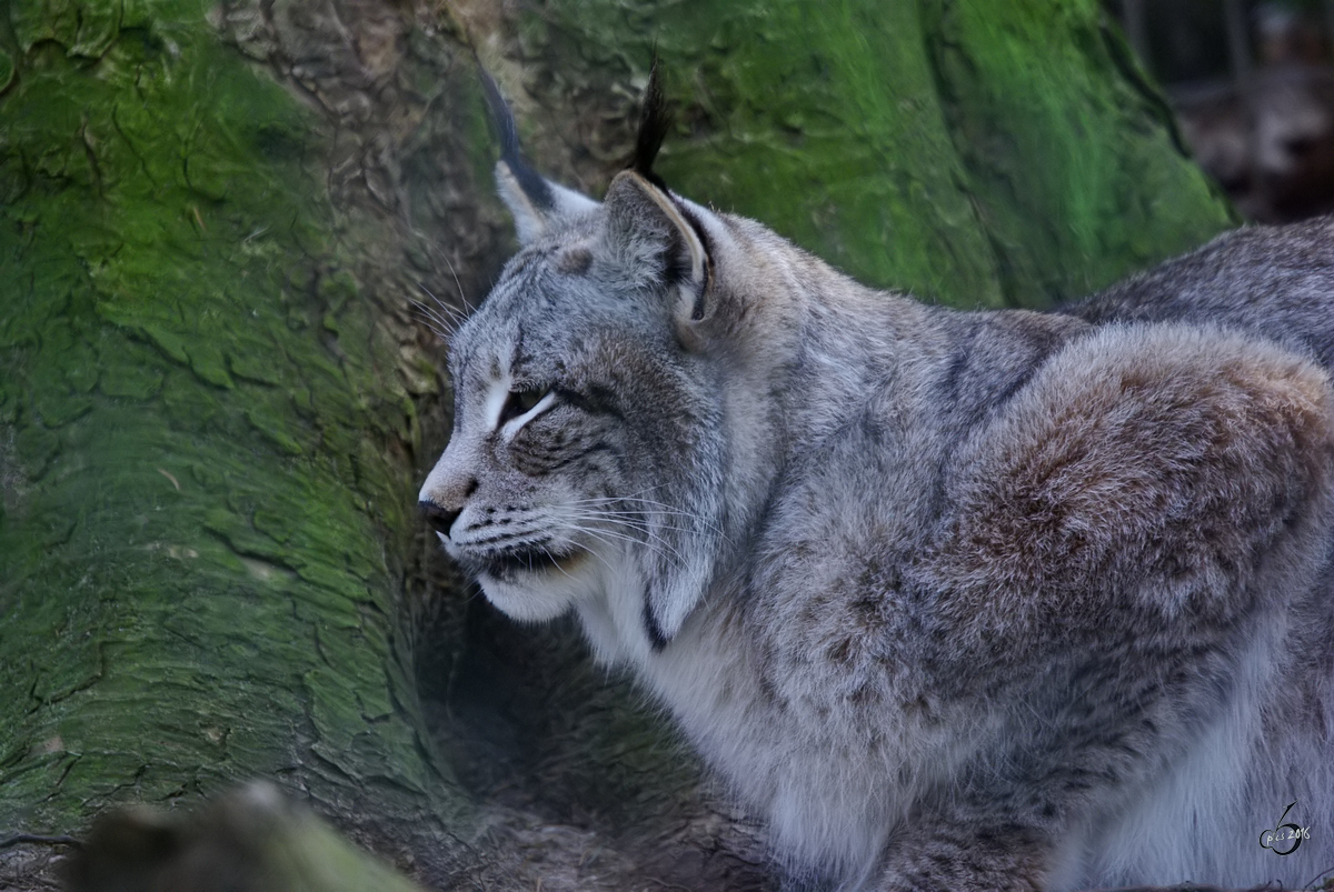 Ein sibirischer Luchs im Zoo Wuppertal. (Januar 2009)