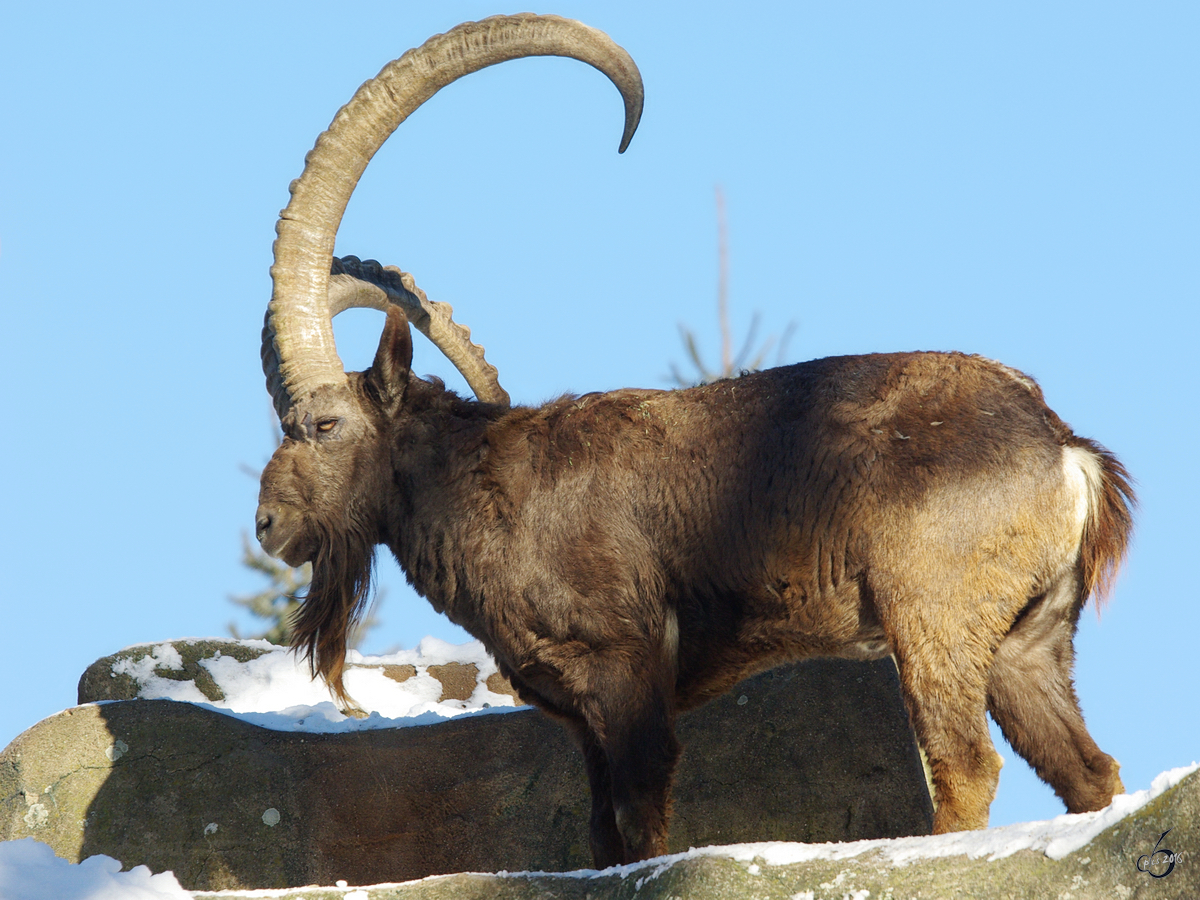 Ein Sibirischer Steinbock