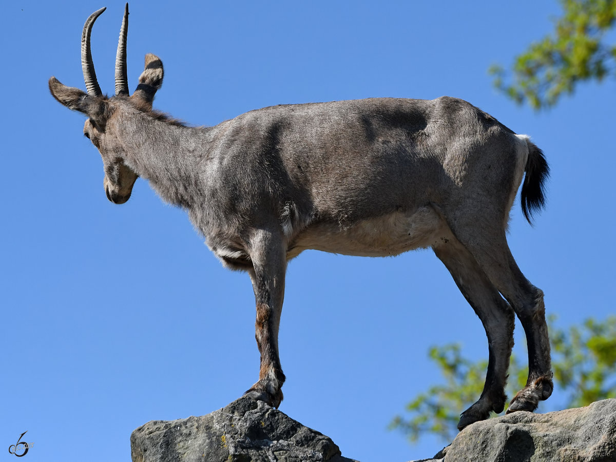 Ein sibirischer Steinbock auf dem Gipfel. (Zoo Berlin, April 2018)