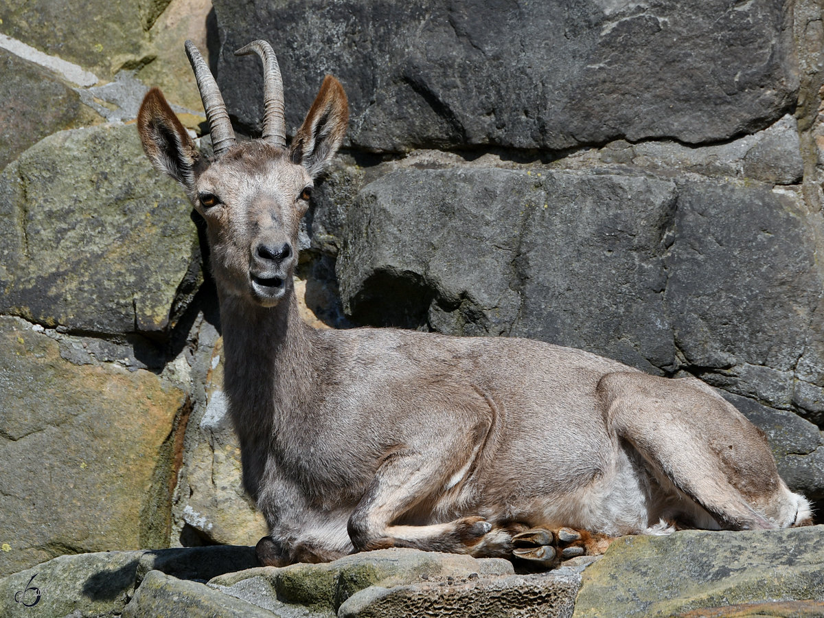 Ein Sibirischer Steinbock auf seinem felsigen Sofa. (Zoo Berlin, April 2018)