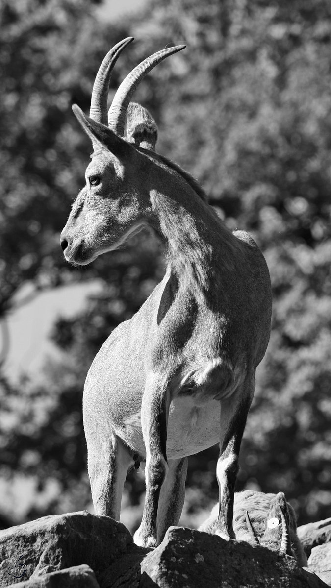 Ein Sibirischer Steinbock hat den Gipfel in seinem Reich erklommen. (Zoo Berlin, April 2018)