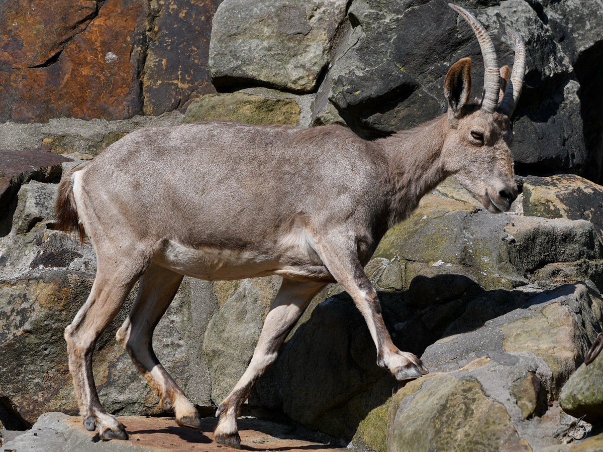 Ein Sibirischer Steinbock in seiner felsigen Bergwelt. (Zoo Berlin, April 2018)