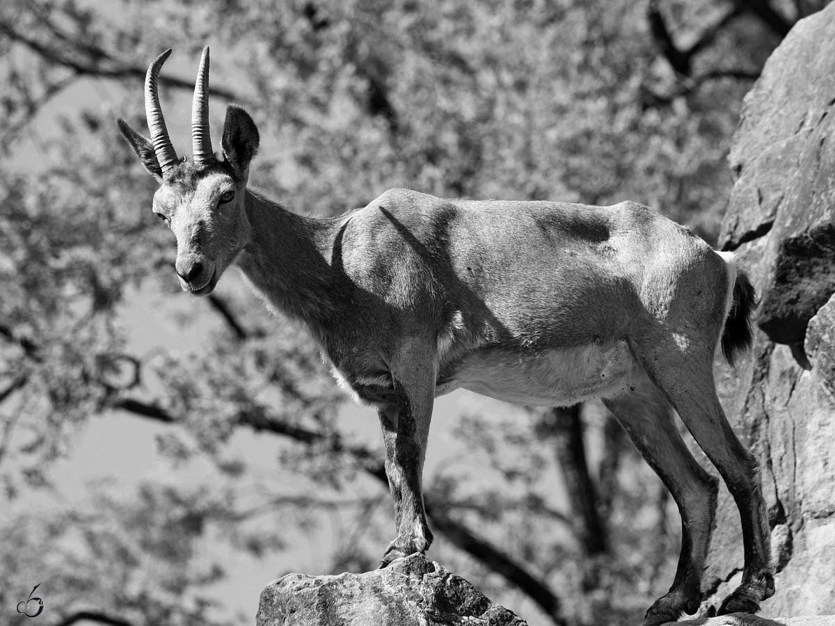 Ein Sibirischer Steinbock in seiner kleinen Bergwelt. (Zoo Berlin, April 2018)