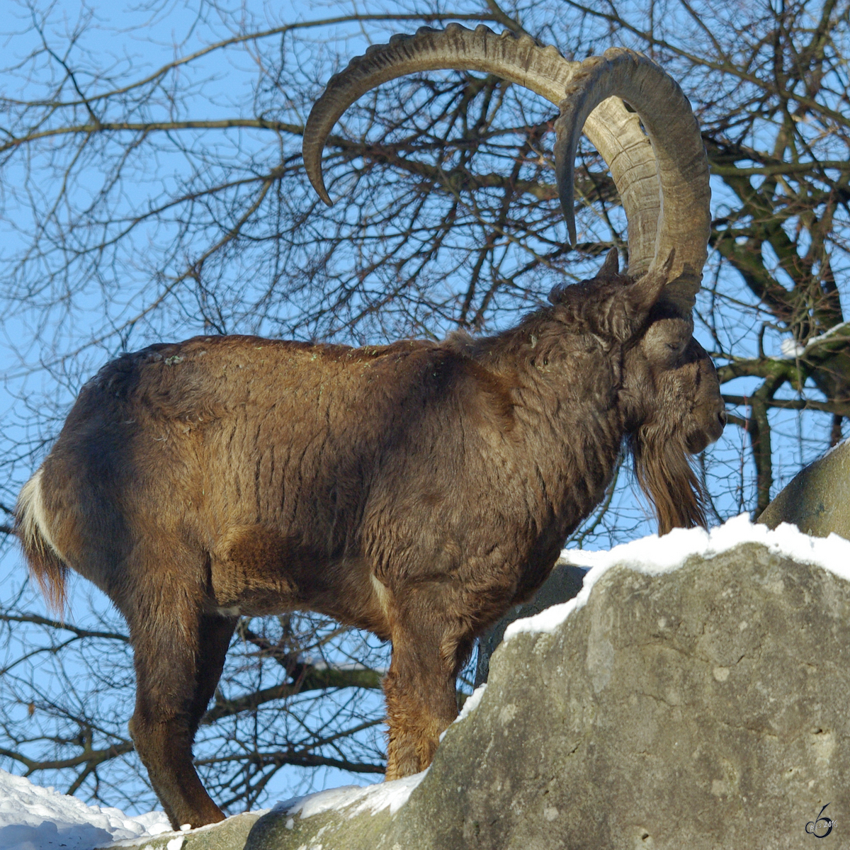 Ein Sibirischer Steinbock im Zoo Wuppertal. (Januar 2009)