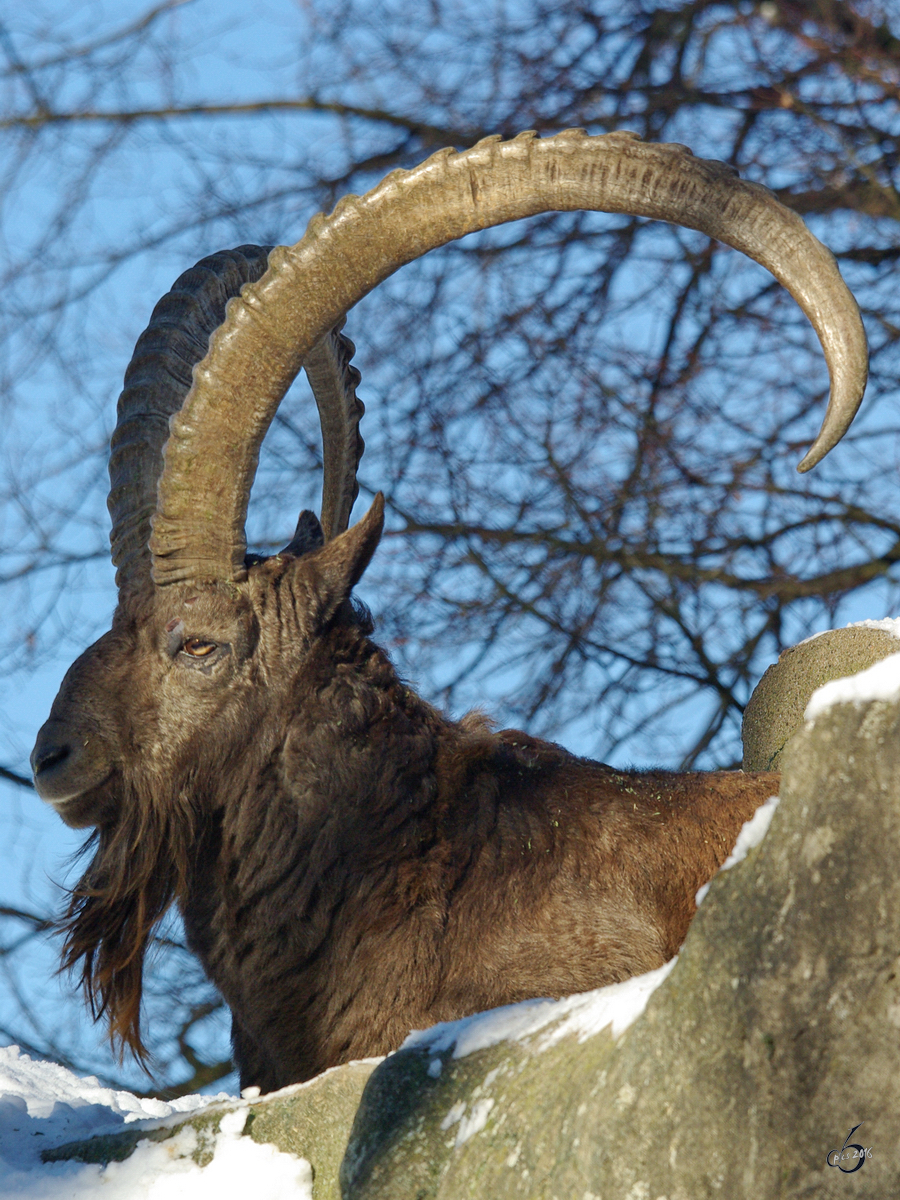 Ein Sibirischer Steinbock im Zoo Wuppertal. (Januar 2009)