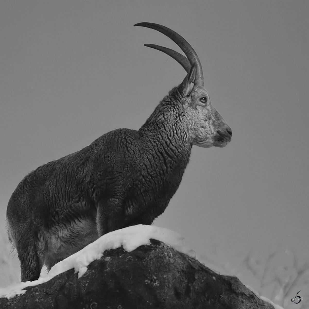 Ein Sibirischer Steinbock im Zoo Wuppertal. (Januar 2009)