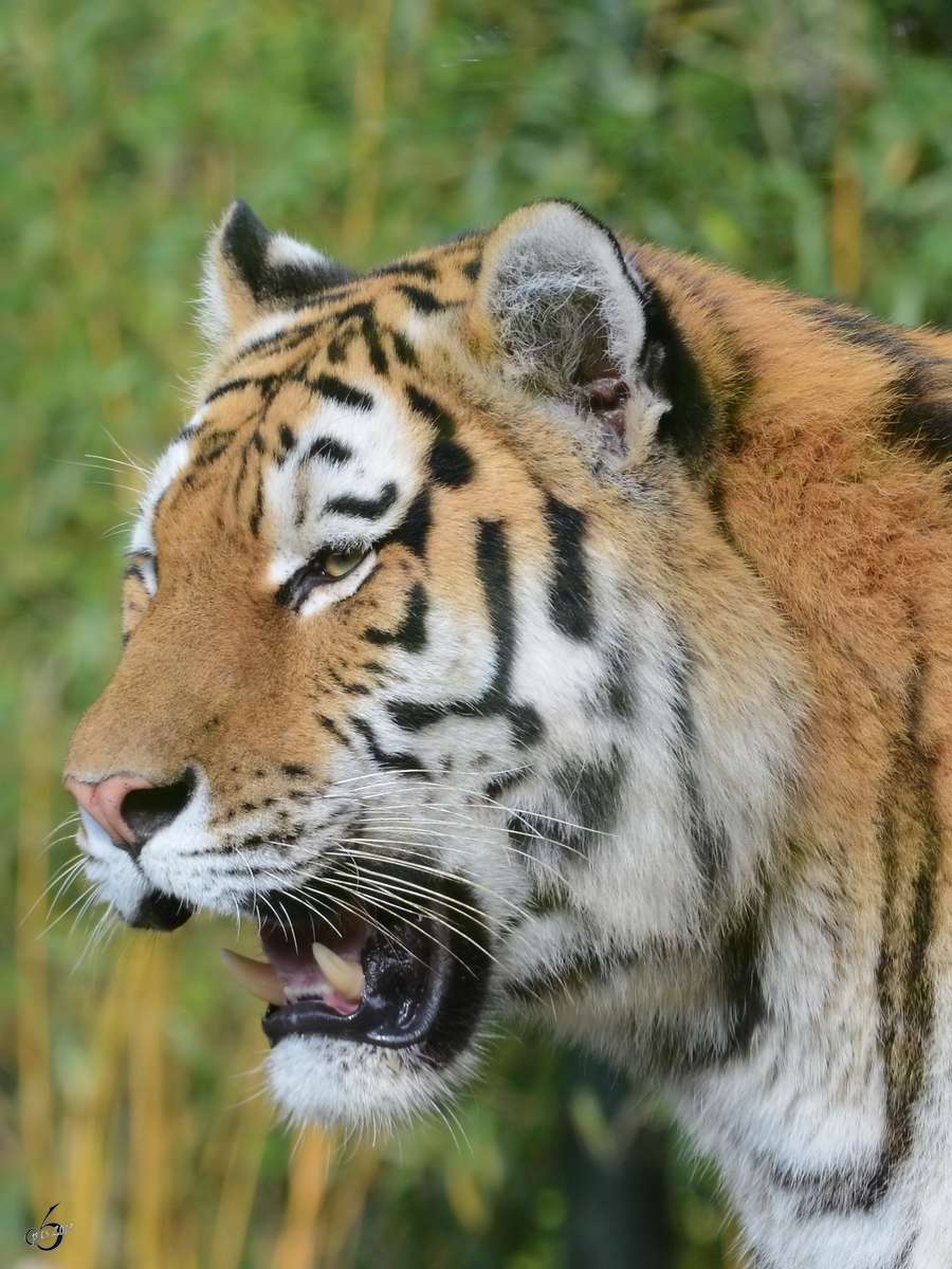 Ein Sibirischer Tiger Ende Oktober 2013 im Zoom Gelsenkirchen.