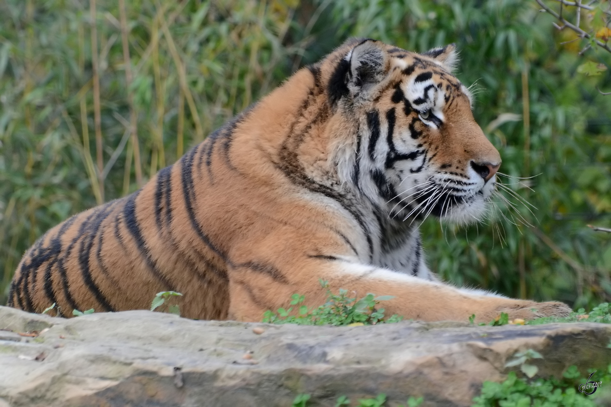 Ein Sibirischer Tiger Ende Oktober 2013 im Zoom Gelsenkirchen.