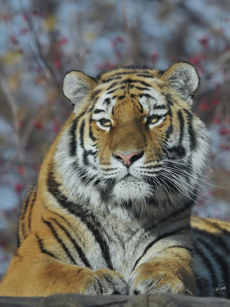 Ein Sibirischer Tiger im Tiergarten Schnbrunn. (Wien, November 2010)