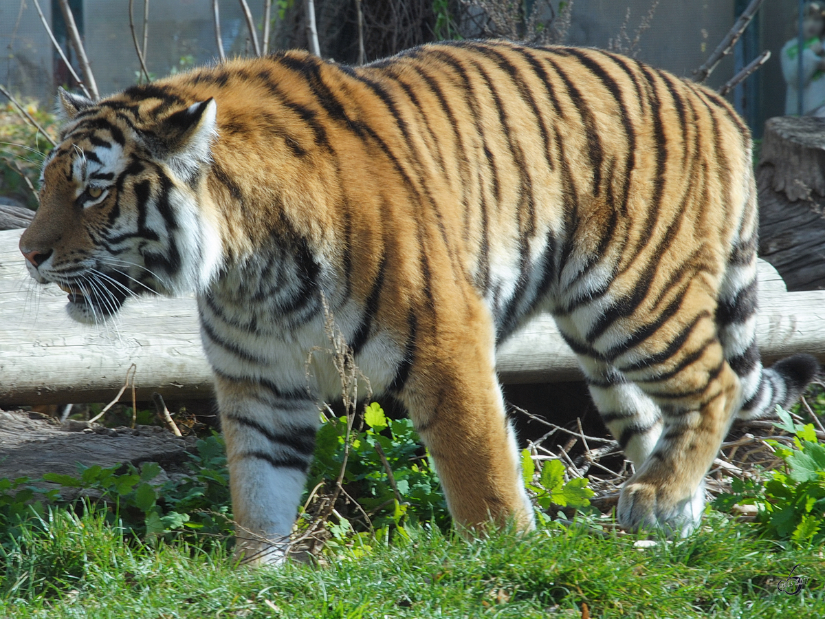 Ein Sibirischer Tiger im Tiergarten Schnbrunn. (Wien, November 2010)