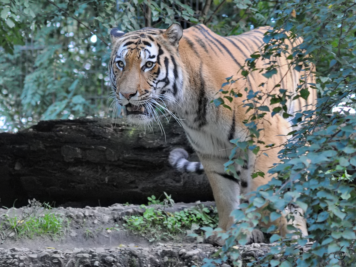Ein Sibirischer Tiger im Zoo Duisburg. (September 2010)