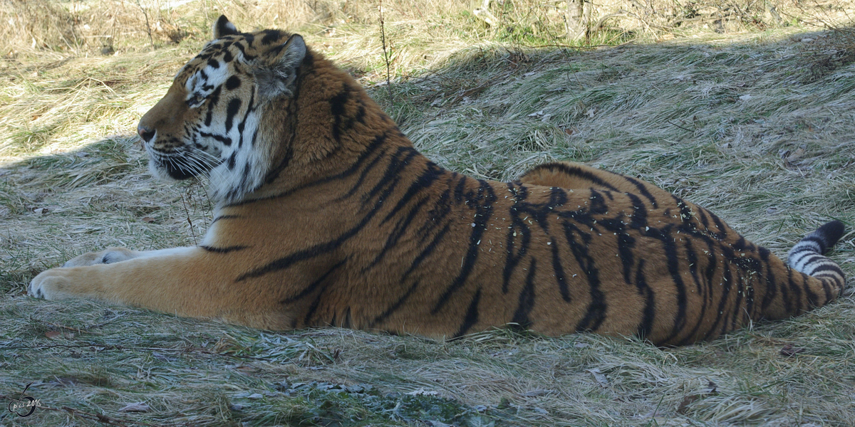 Ein Sibirischer Tiger im Zoo Wuppertal. (Januar 2009)