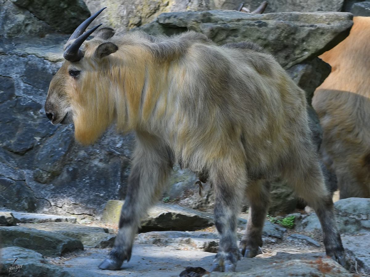 Ein Sichuan-Takin Ende April 2018 im Zoo Berlin.