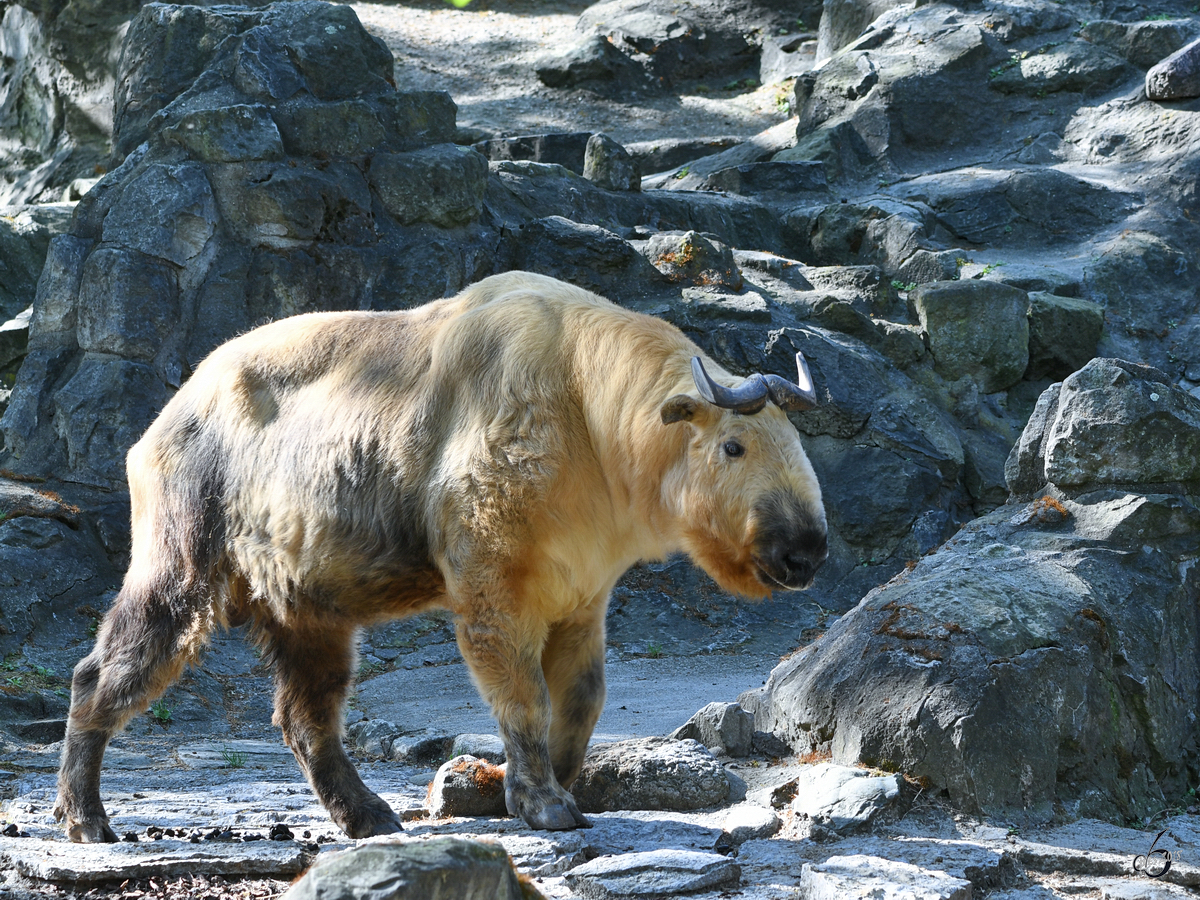 Ein Sichuan-Takin in seinem steinigen Reich. (Zoo Berlin, April 2018)