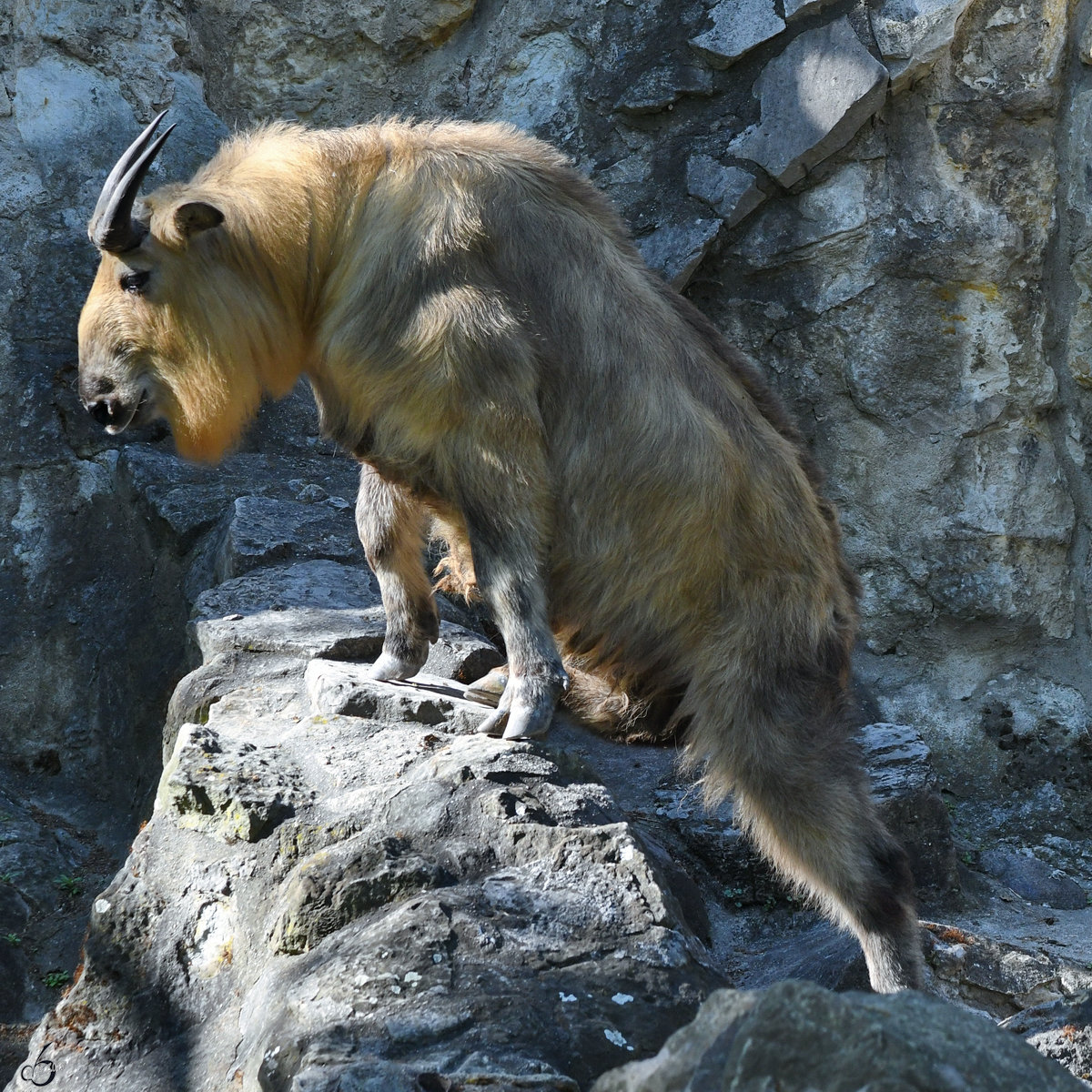 Ein Sichuan-Takin versucht sich als Bergsteiger. (Zoo Berlin, April 2018)