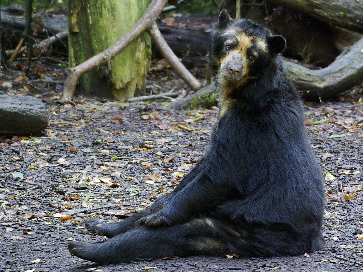 Ein sitzender Brillenbr im Dortmunder Zoo.