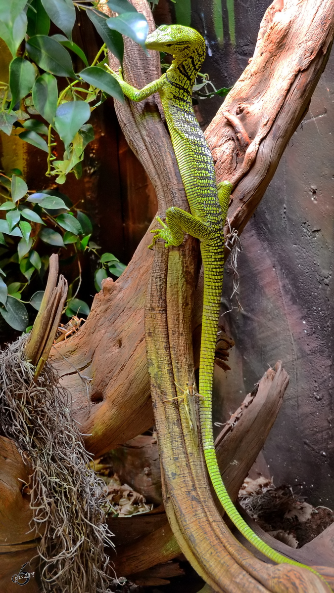 Ein Smaragdwaran mit Snack in Sichtweite. (Terrazoo Rheinberg, Mai 2011)