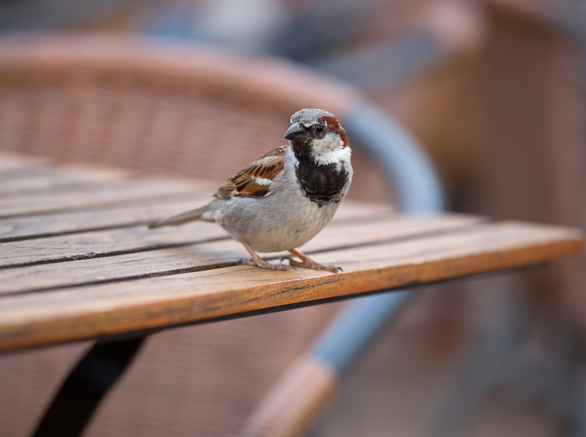 Ein Spatz als Tischnachbar. - 03.07.2014