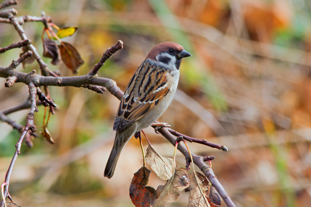 Ein Spatz auf einem Zweig. - 16.10.2014